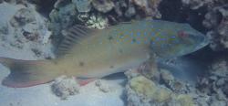 Spotted coral grouper